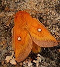 Eastern Eggar - Eriogaster catax © Teresa Farino